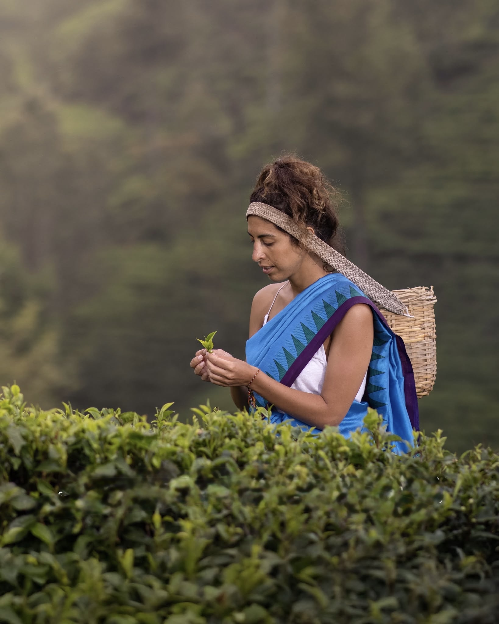 Tea Country and Colonial Revealed